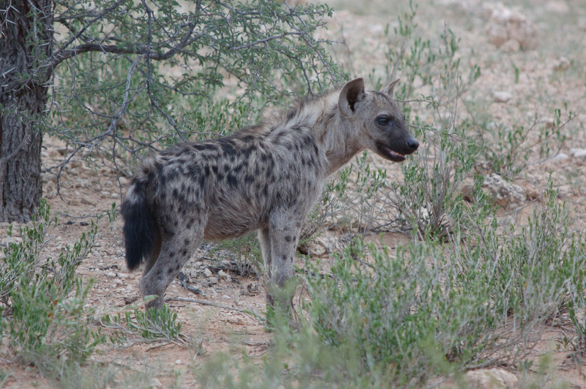 Hyena - J Fontyn
