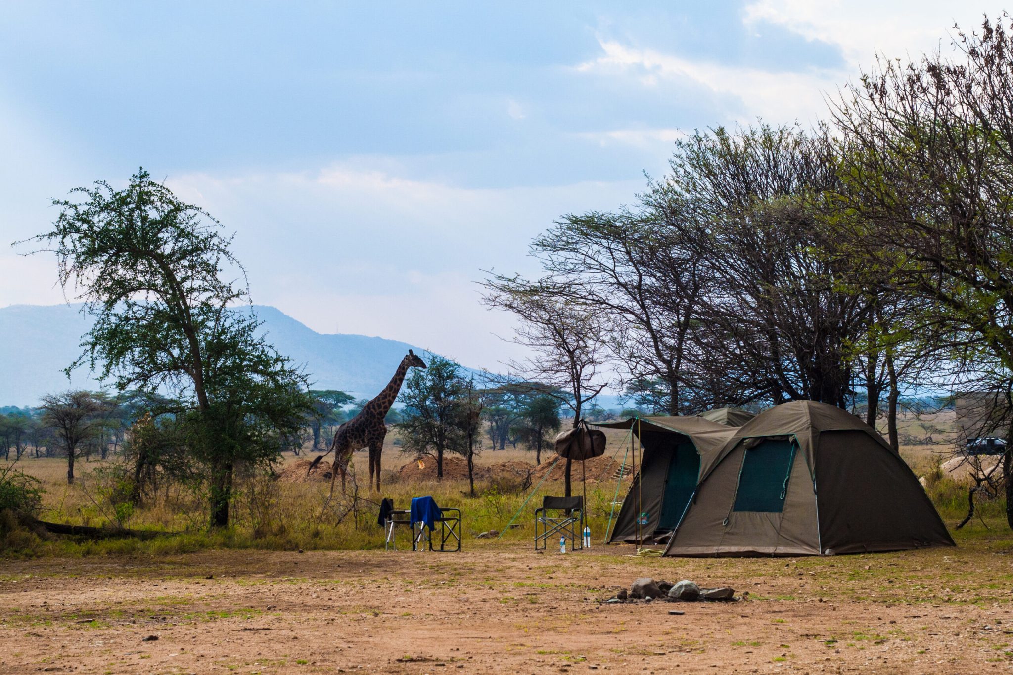 camp site with giraffe