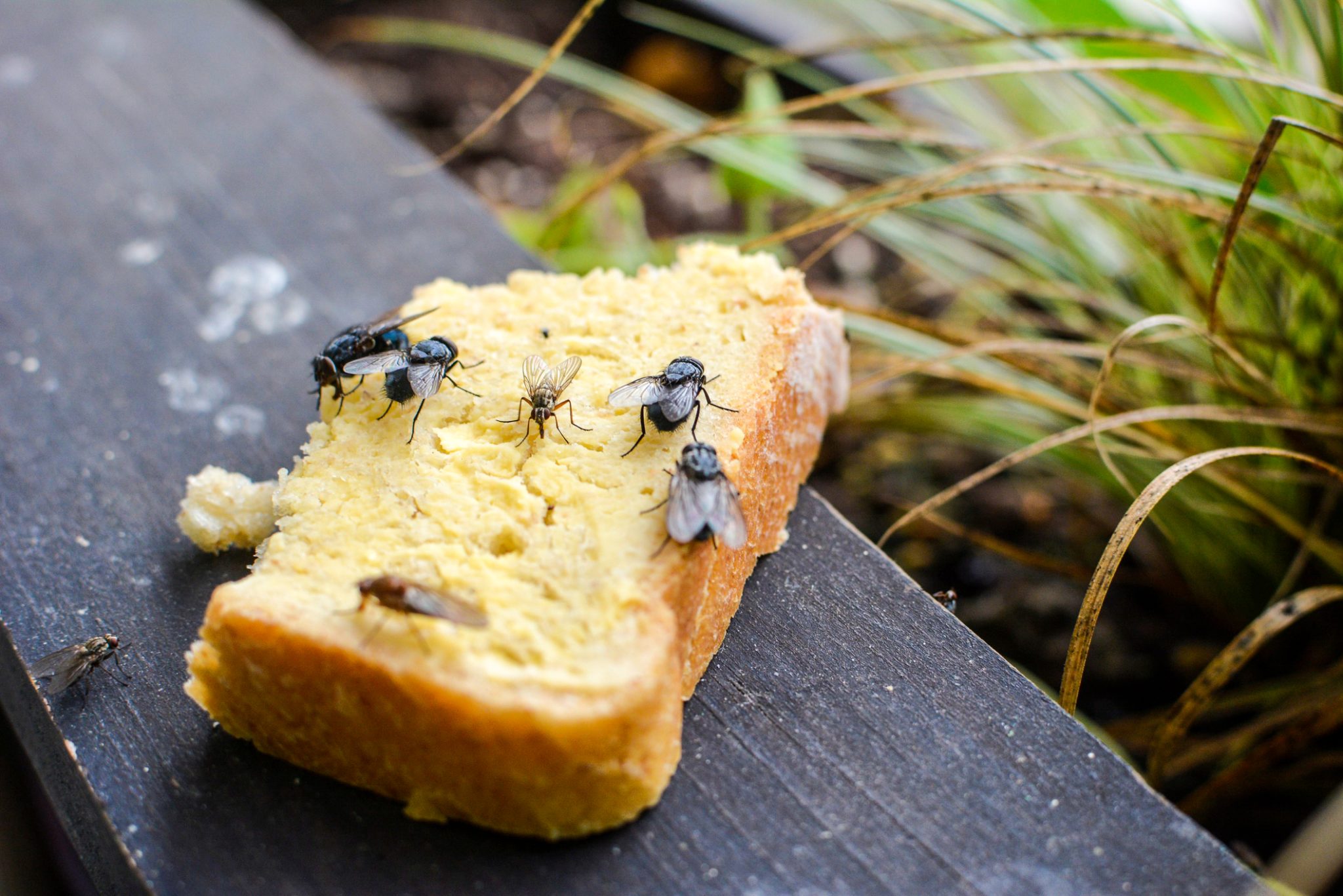 Flies On Food